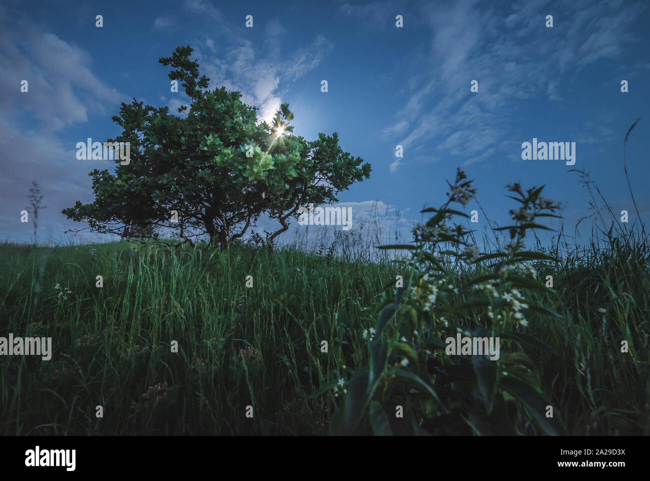 Natura Paesaggio con un albero di notte con Luna Splendente Foto Stock