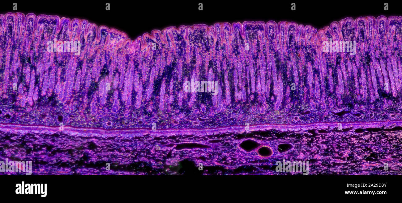 Gatto stomaco villi, campo oscuro fotomicrografia Foto Stock