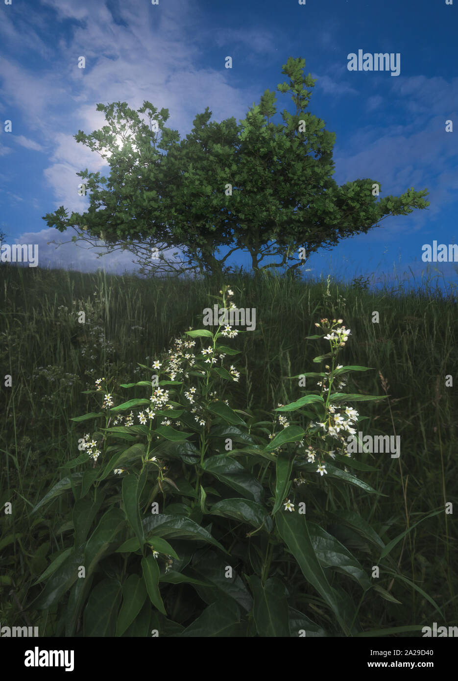 Alberi e fiori in primo piano a notte con Luna Splendente Foto Stock