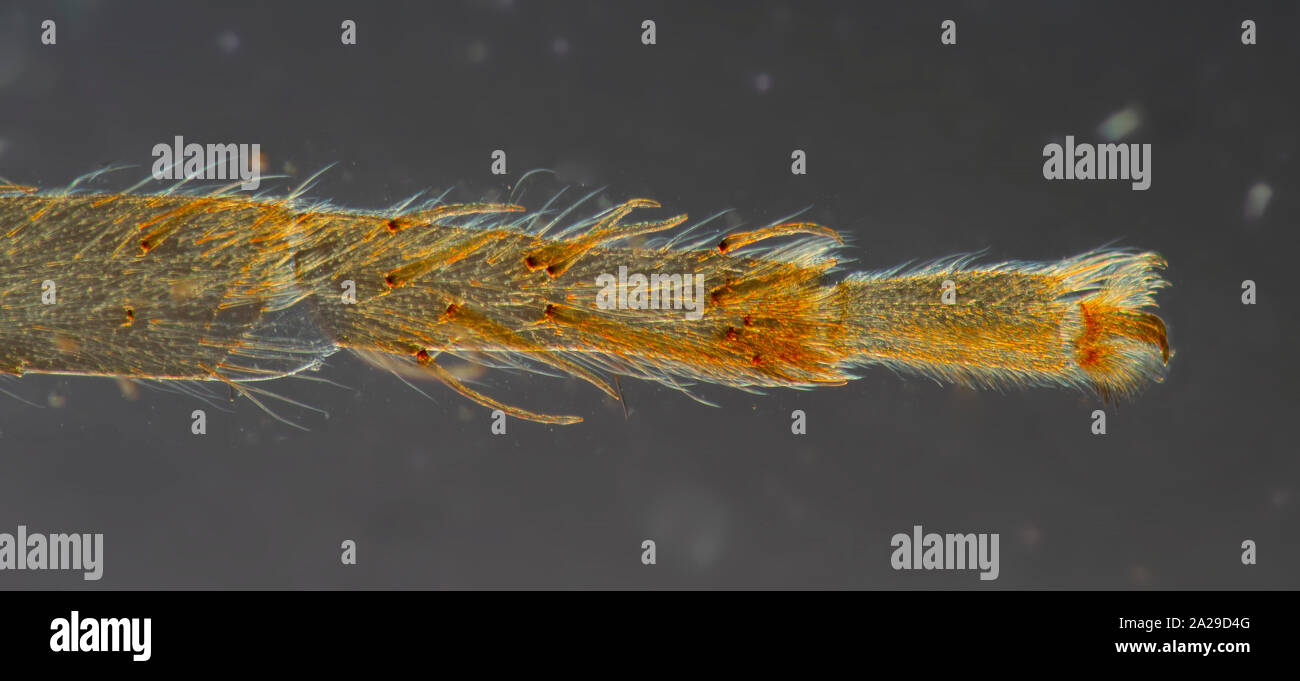 Acqua Piede Ragno, Argyroneta aquatica, campo oscuro fotomicrografia Foto Stock