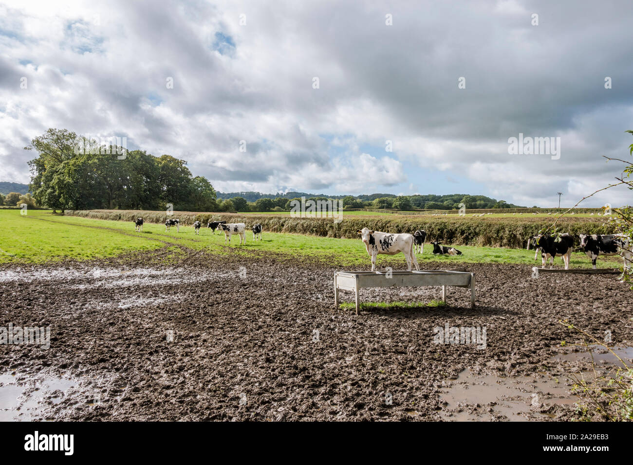Le vacche in piedi nel campo fangoso, Dorset campagna vicino Semley, Shaftesbury, Regno Unito, Europa. Foto Stock