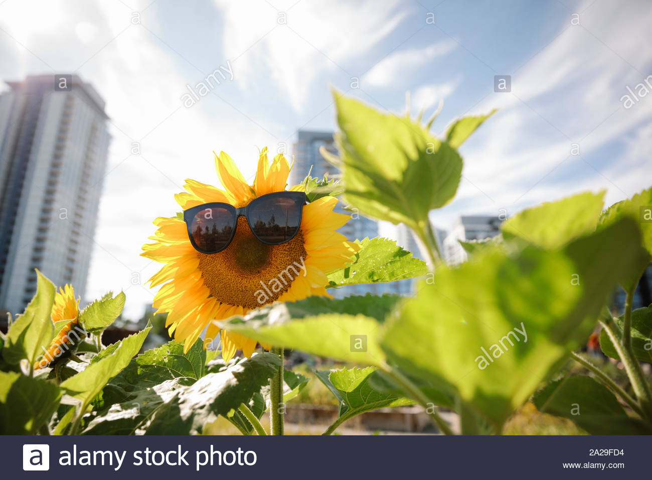 Occhiali da sole sulla vibrante girasole nella soleggiata, urban comunità giardino Foto Stock