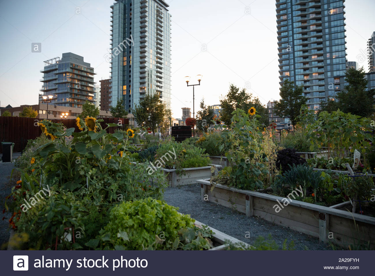 Girasoli crescono in comunità urbane garden Foto Stock