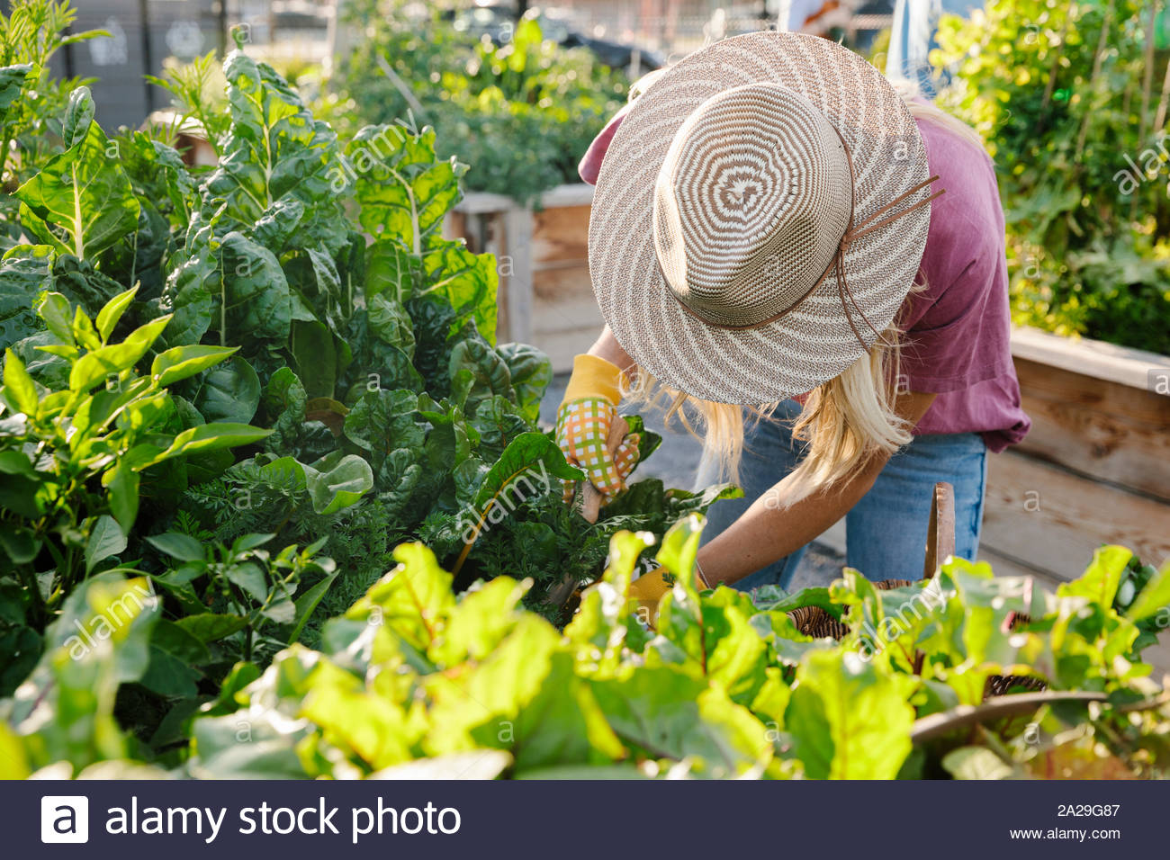 Giovane donna nel cappello per il sole di cura delle piante nella Comunità giardino Foto Stock