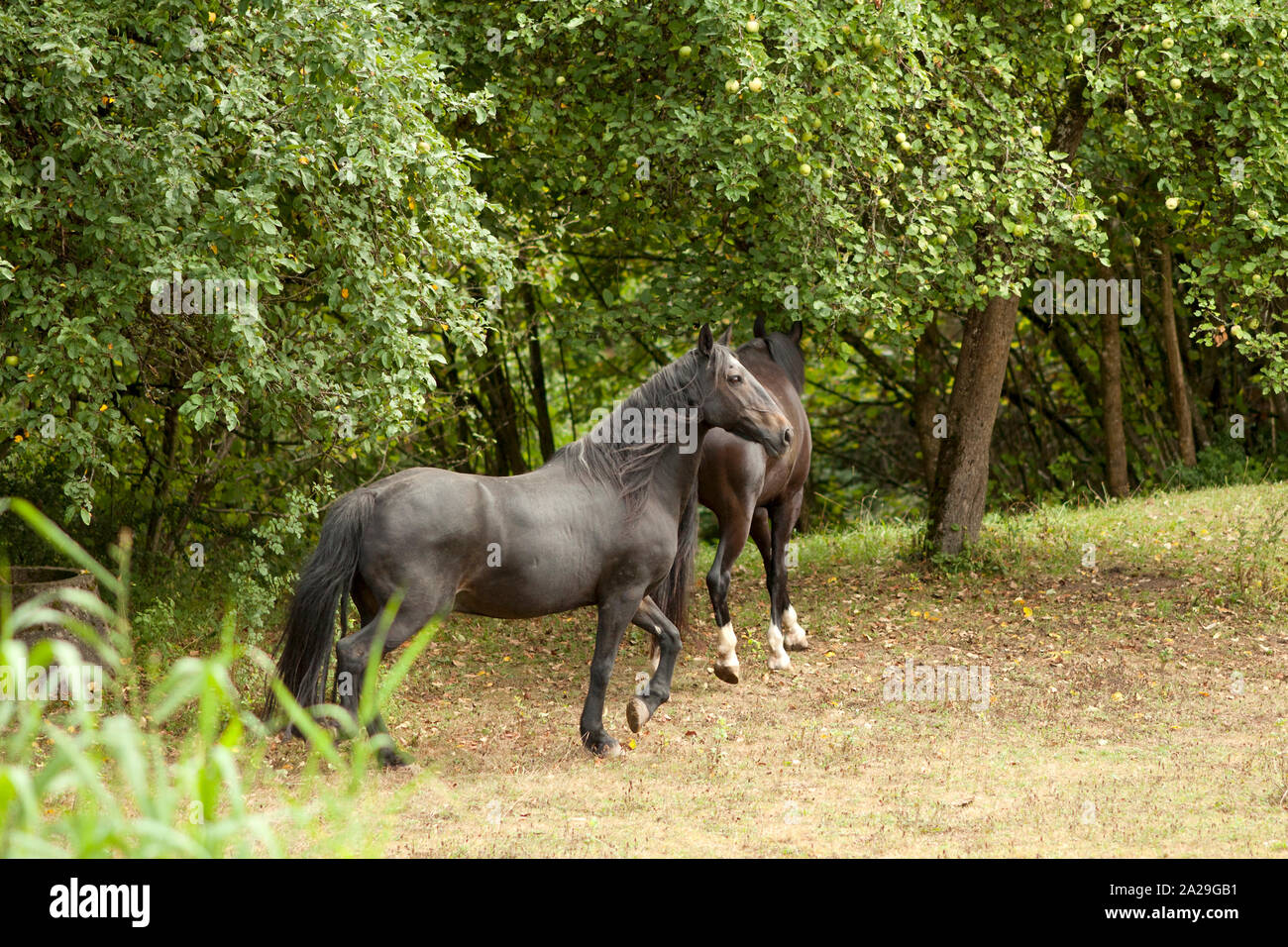 Due cavalli neri correndo libero nel paddock di pascolo Foto Stock