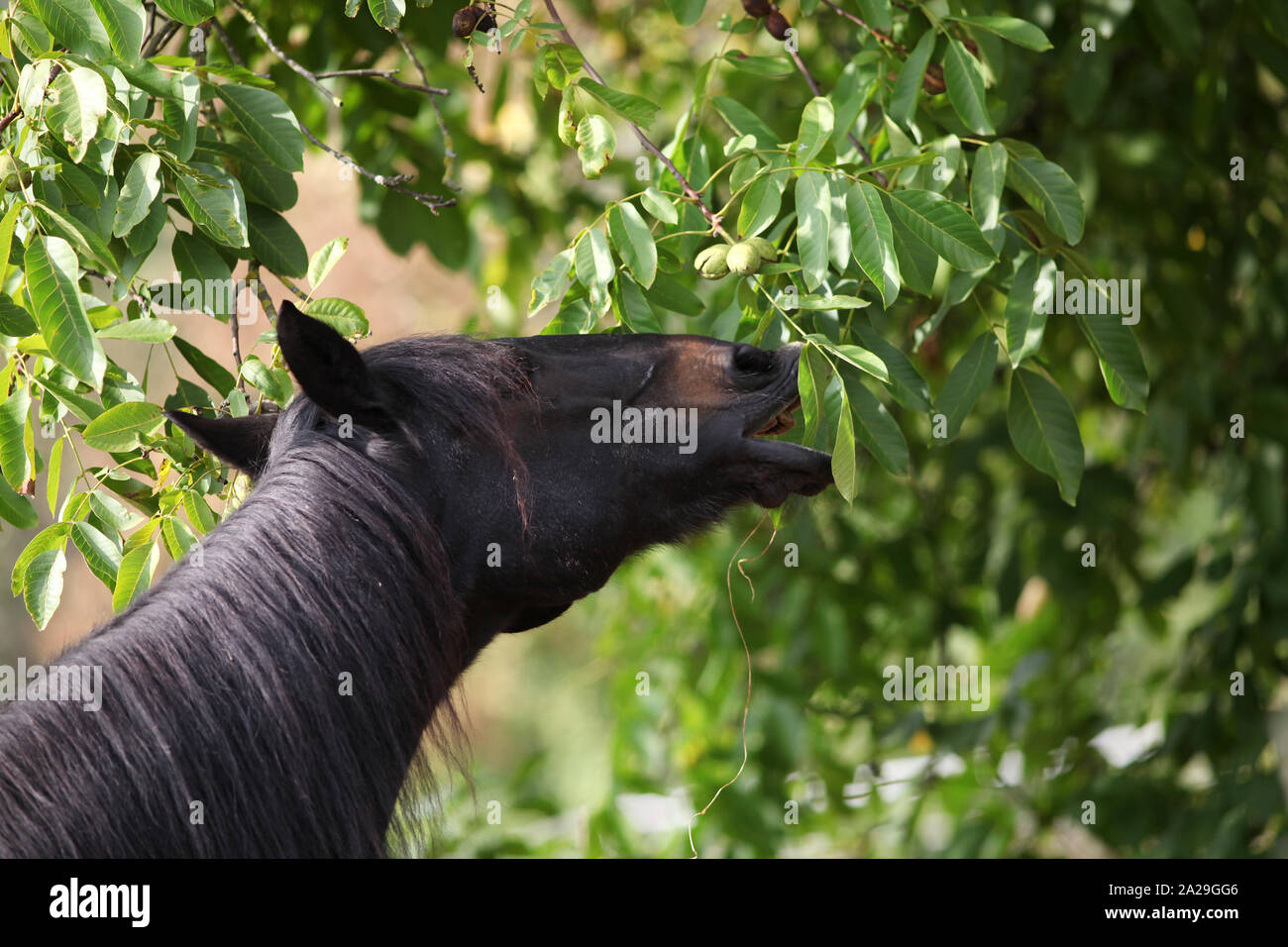 Cavallo mangiare le foglie di un albero di noce Foto Stock