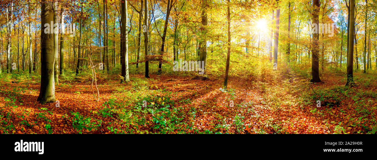 Panorama di una foresta autunnale con un luminoso sole che splende attraverso gli alberi Foto Stock