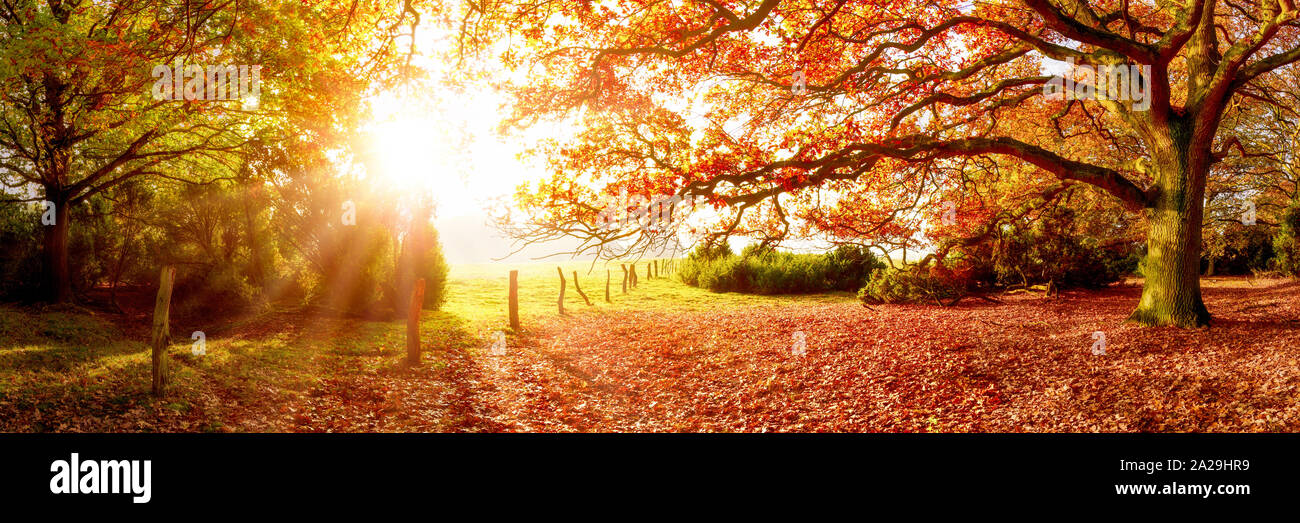 Bellissimo paesaggio autunnale alla luce del sole del mattino. In primo piano una grande quercia con foglie autunnali e sullo sfondo ampi prati. Foto Stock