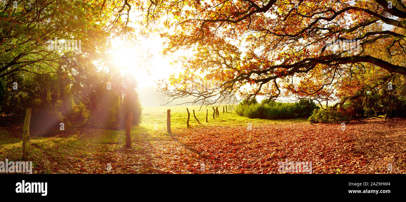 Paesaggio autunnale con alberi e prati alla luce del sole del mattino Foto Stock
