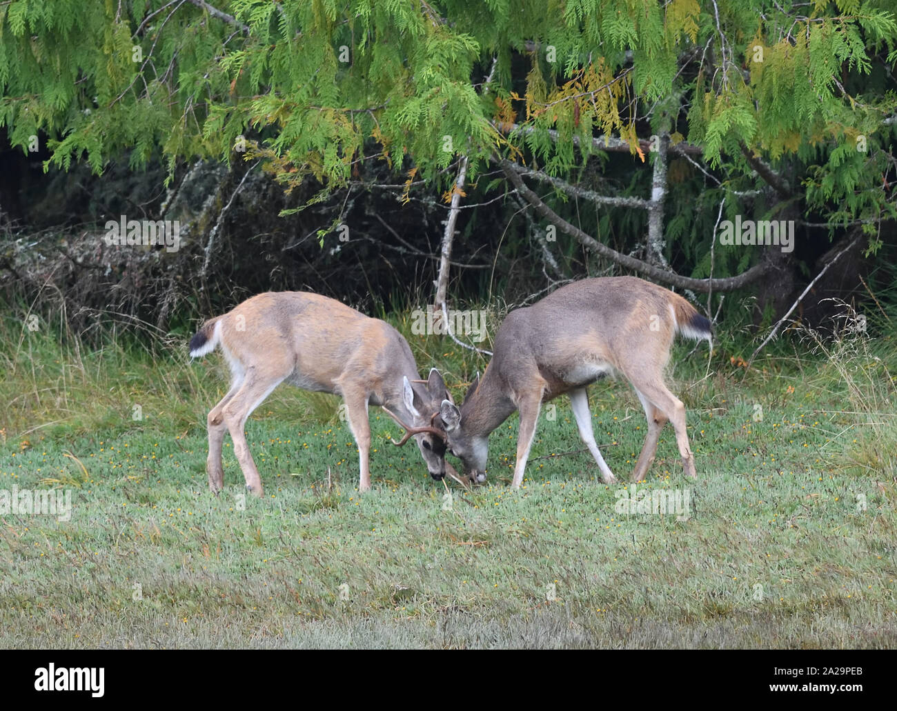 Due giovani cervi maschi dalla coda bianca (Odocoileus virginianus) si sono chiaccherati per lo status. Porto di Ucluelet. Ucluelet, British Columbia, Canada Foto Stock