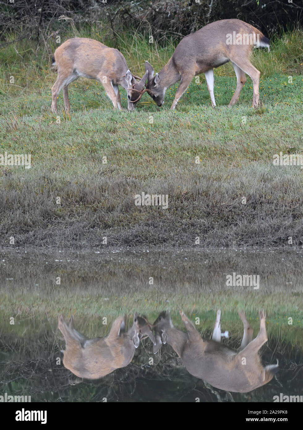 Due giovani cervi maschi dalla coda bianca (Odocoileus virginianus) si sono chiaccherati per lo status. Porto di Ucluelet. Ucluelet, British Columbia, Canada Foto Stock