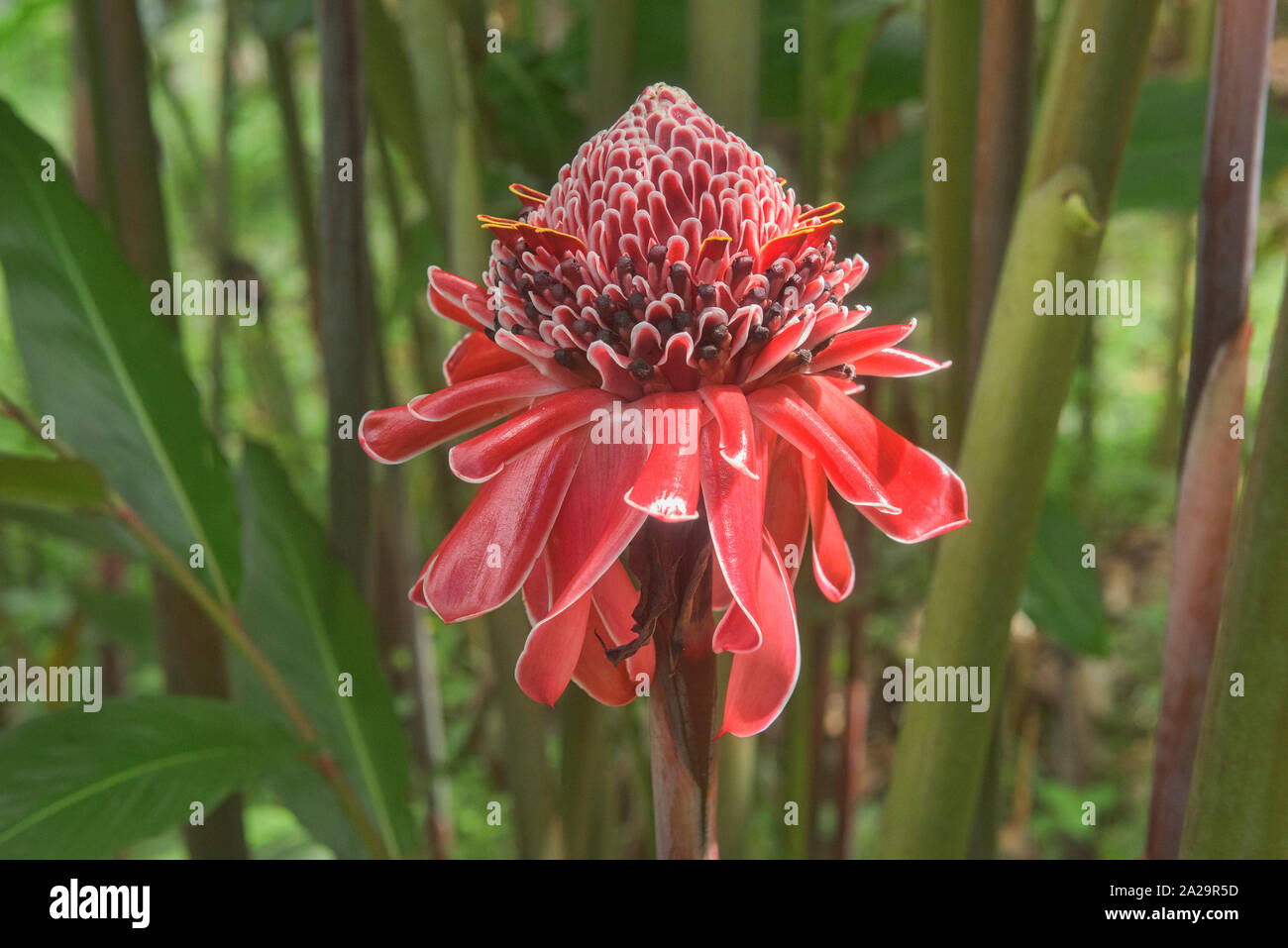 Bella rossa torcia zenzero (Etlingera elatior) fiore, Parco Nazionale Podocarpus, Zamora, Ecuador Foto Stock