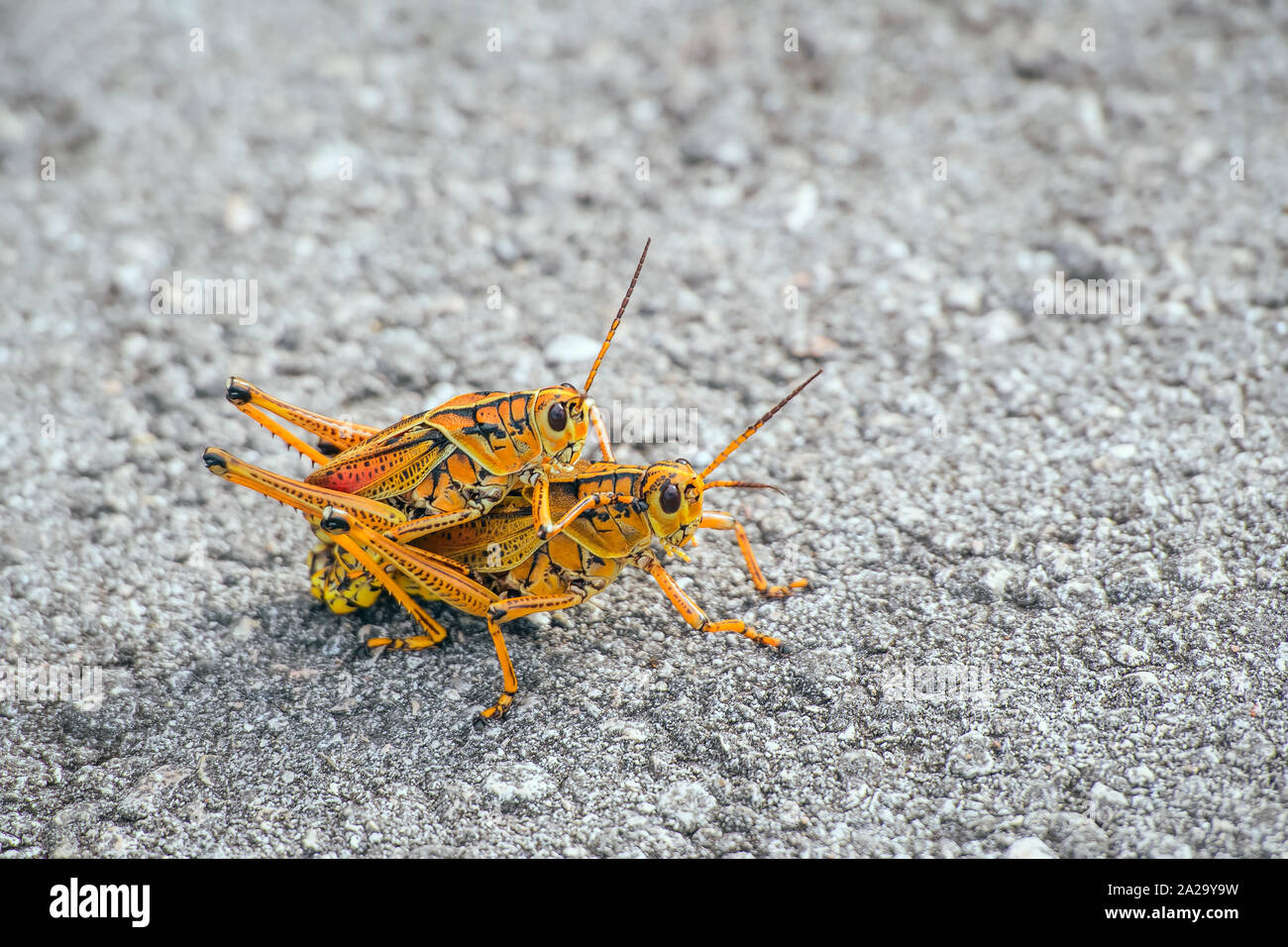 Una coppia di gomma orientale grasshopper o Florida gomma grasshopper (Romalea microptera) coniugata sulla Anhinga trail. Parco nazionale delle Everglades. Florida Foto Stock