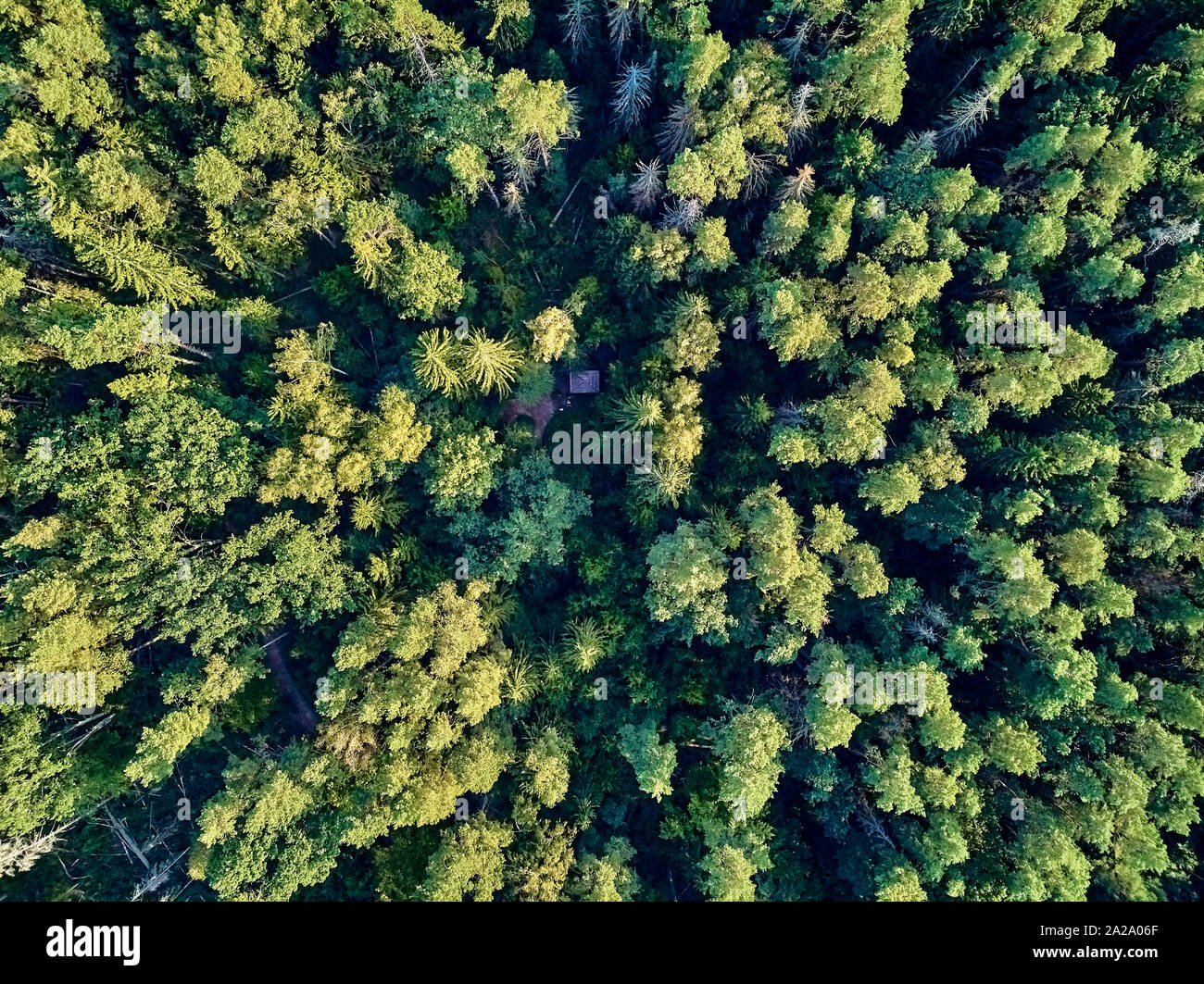 Bellissima vista panoramica aerea vista drone di Bialowieza Forest - una delle ultime e più grandi parti rimanenti delle immense foreste vergini che una volta che la stre Foto Stock