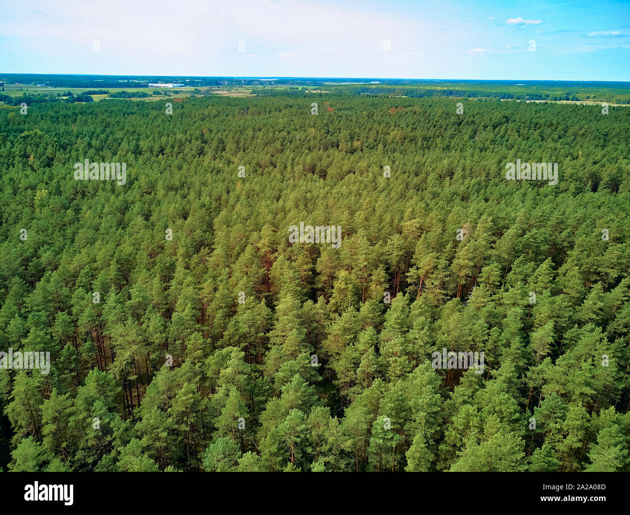 Bellissima vista panoramica aerea vista drone di Bialowieza Forest - una delle ultime e più grandi parti rimanenti delle immense foreste vergini che una volta che la stre Foto Stock
