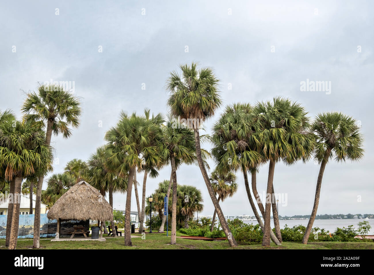 Palme lungo la Stuart Boardwalk Flagler a parcheggiare nel centro storico di Stuart, Florida. Il piccolo borgo fu fondato nel 1870 ed è stato votato il più felice della cittadina balneare in America da vivere costiere. Foto Stock