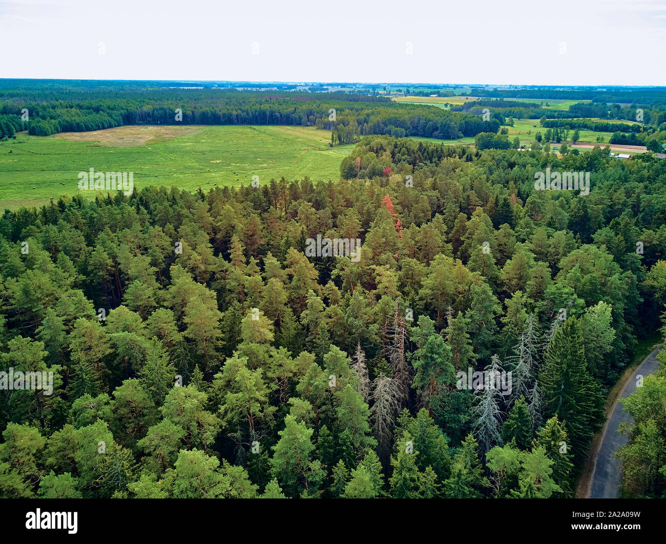 Bellissima vista panoramica aerea vista drone di Bialowieza Forest - una delle ultime e più grandi parti rimanenti delle immense foreste vergini che una volta che la stre Foto Stock