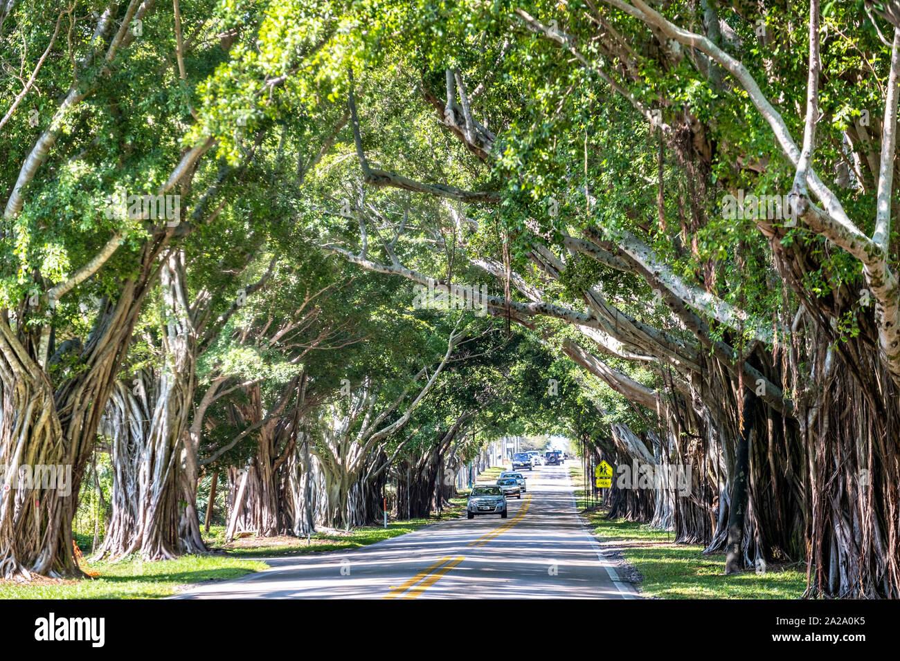 Banyan Tree Tunnel lungo Saint Lucie Blvd in Stuart, Florida. Foto Stock