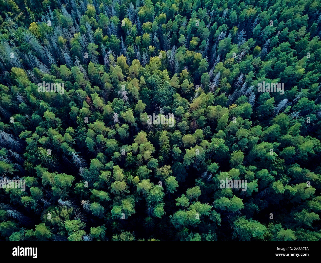 Bellissima vista panoramica aerea vista drone di Bialowieza Forest - una delle ultime e più grandi parti rimanenti delle immense foreste vergini che una volta che la stre Foto Stock