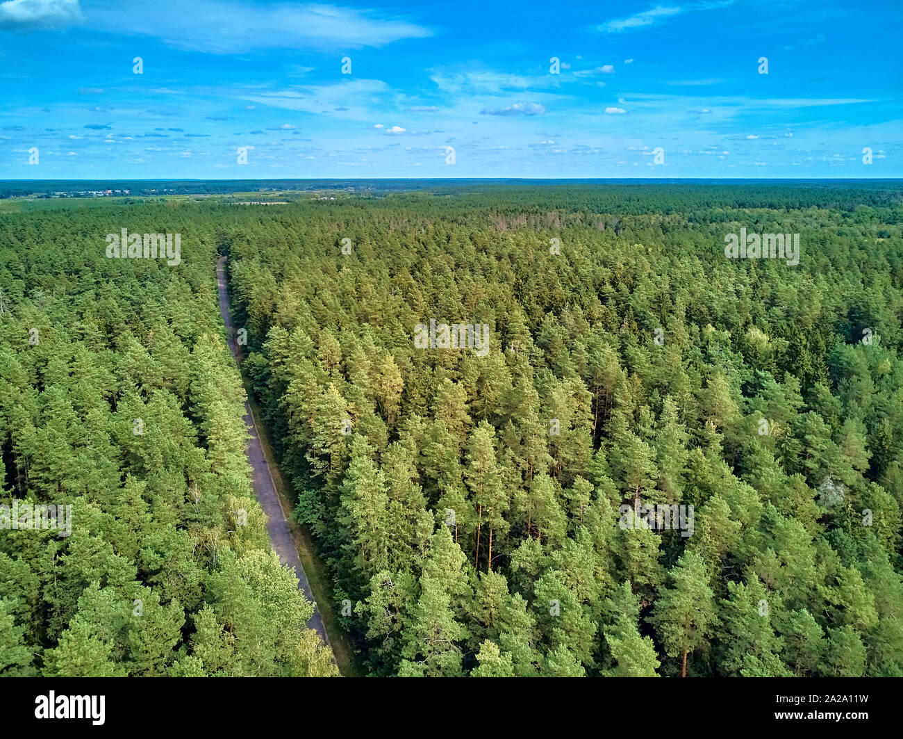 Bellissima vista panoramica aerea vista drone di Bialowieza Forest - una delle ultime e più grandi parti rimanenti delle immense foreste vergini che una volta che la stre Foto Stock