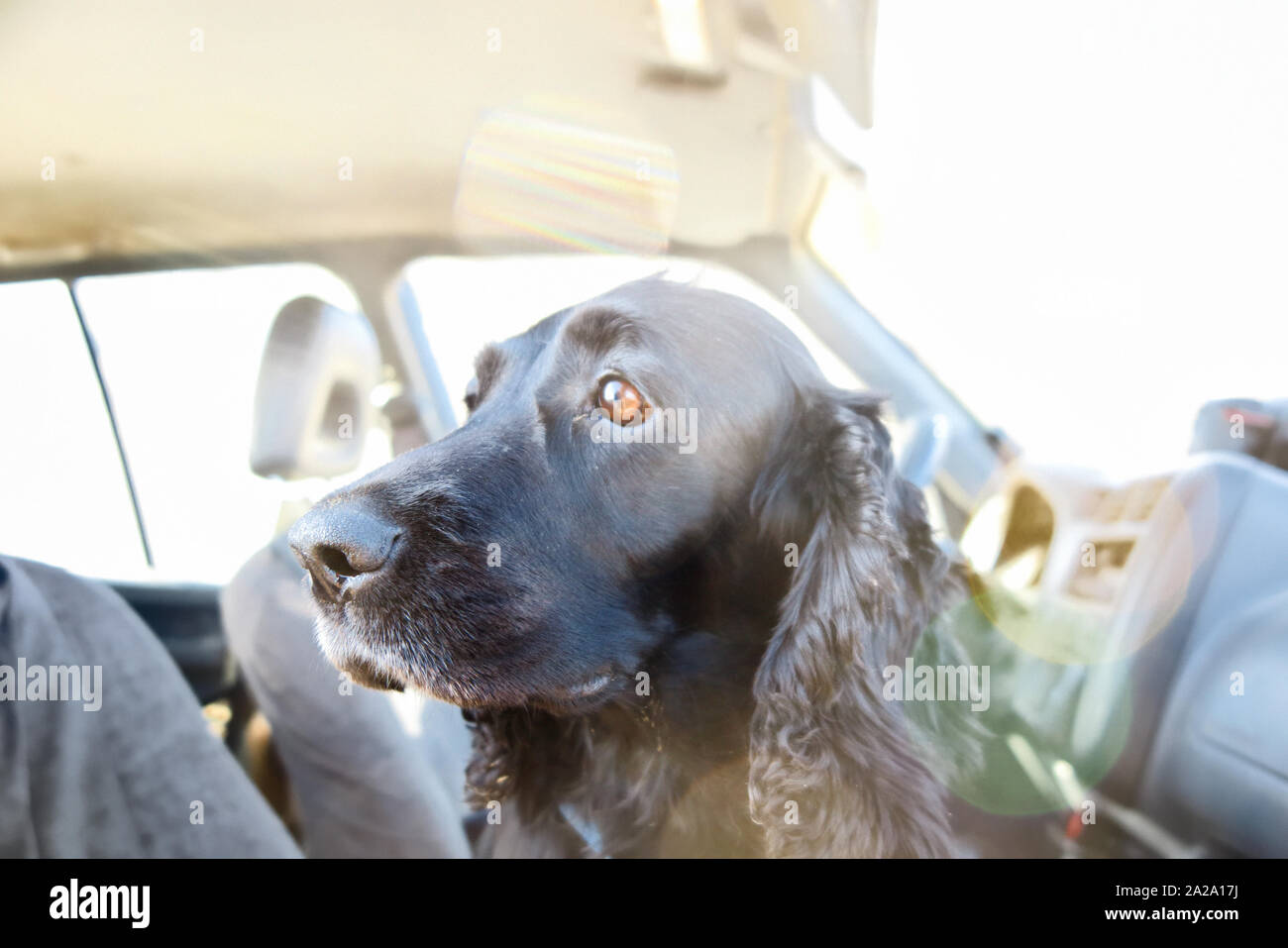 Un cane in auto Foto Stock
