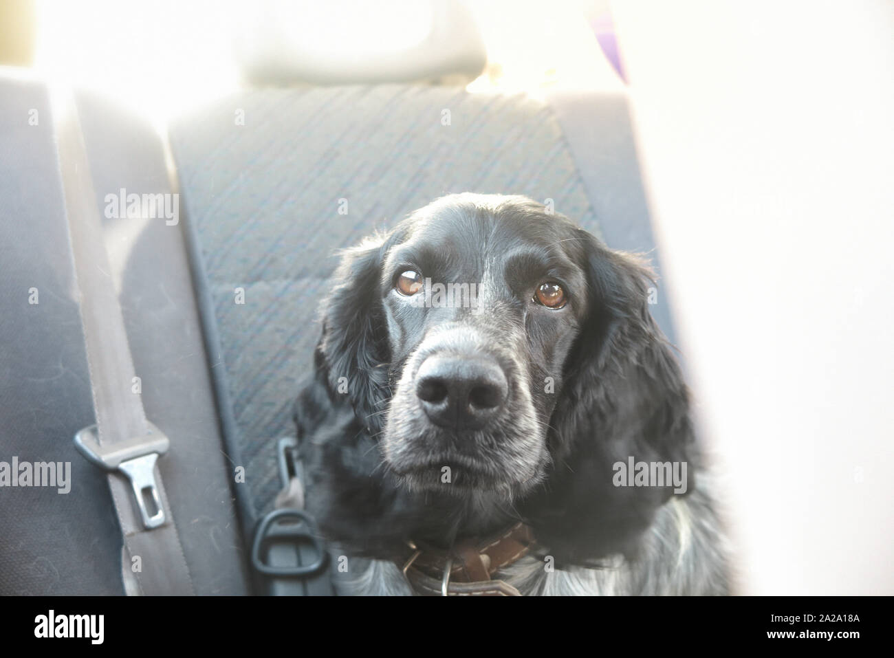 Un cane in auto Foto Stock