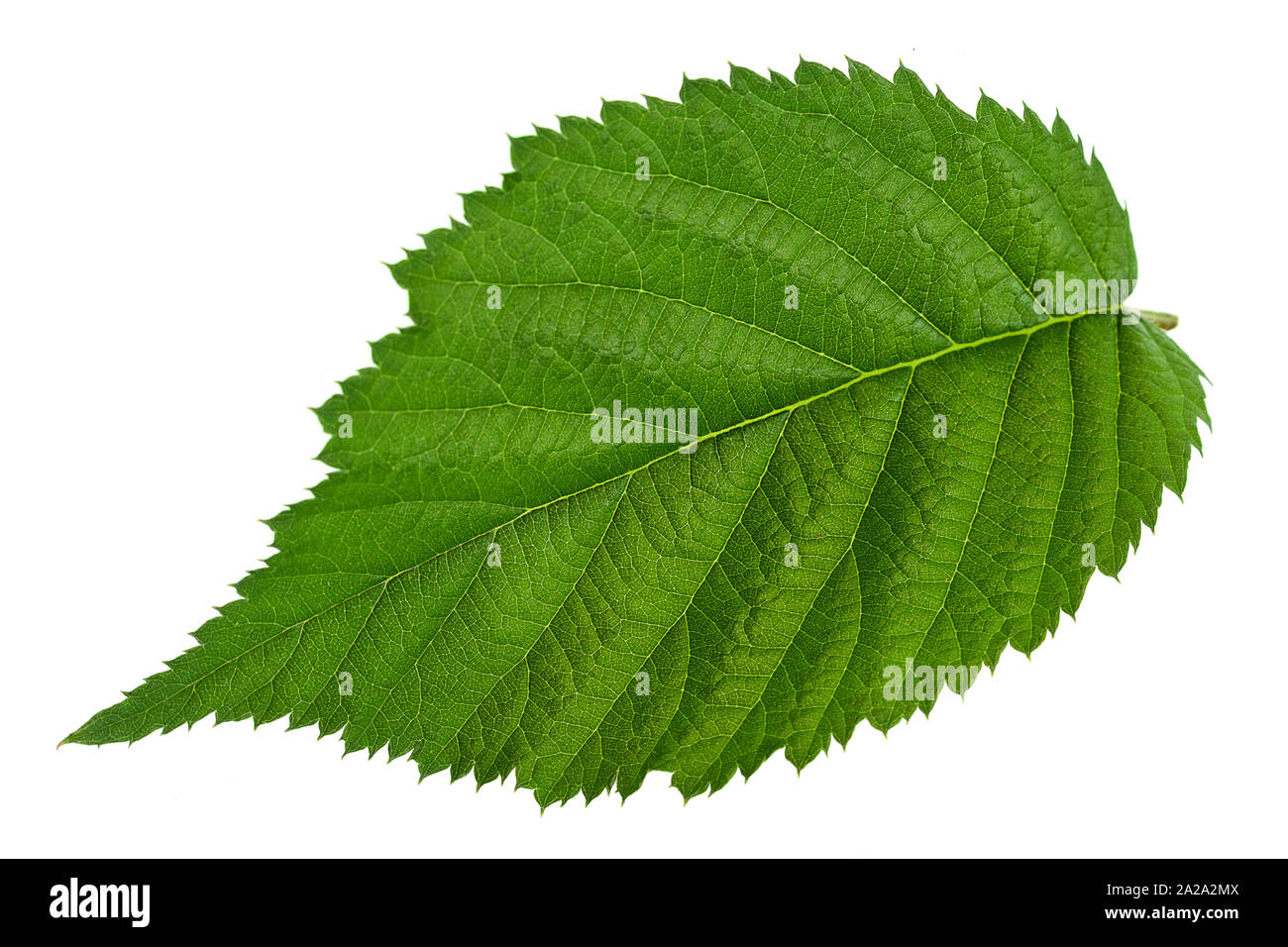 Blackberry leaf closeup isolati su sfondo bianco Foto Stock