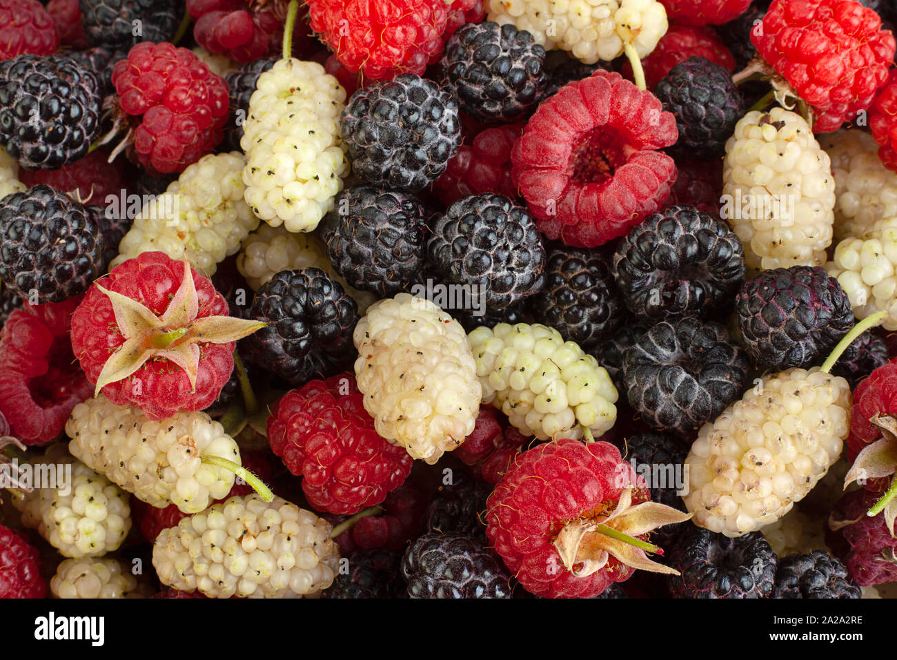 Lampone mullbery e cumberland frutti closeup sfondo Foto Stock