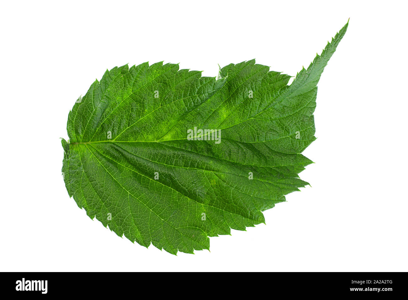 Cumberland leaf closeup isolati su sfondo bianco Foto Stock