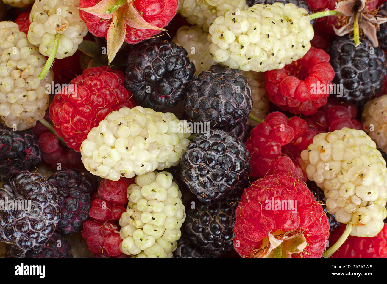 Lampone mullbery e cumberland frutti closeup sfondo Foto Stock