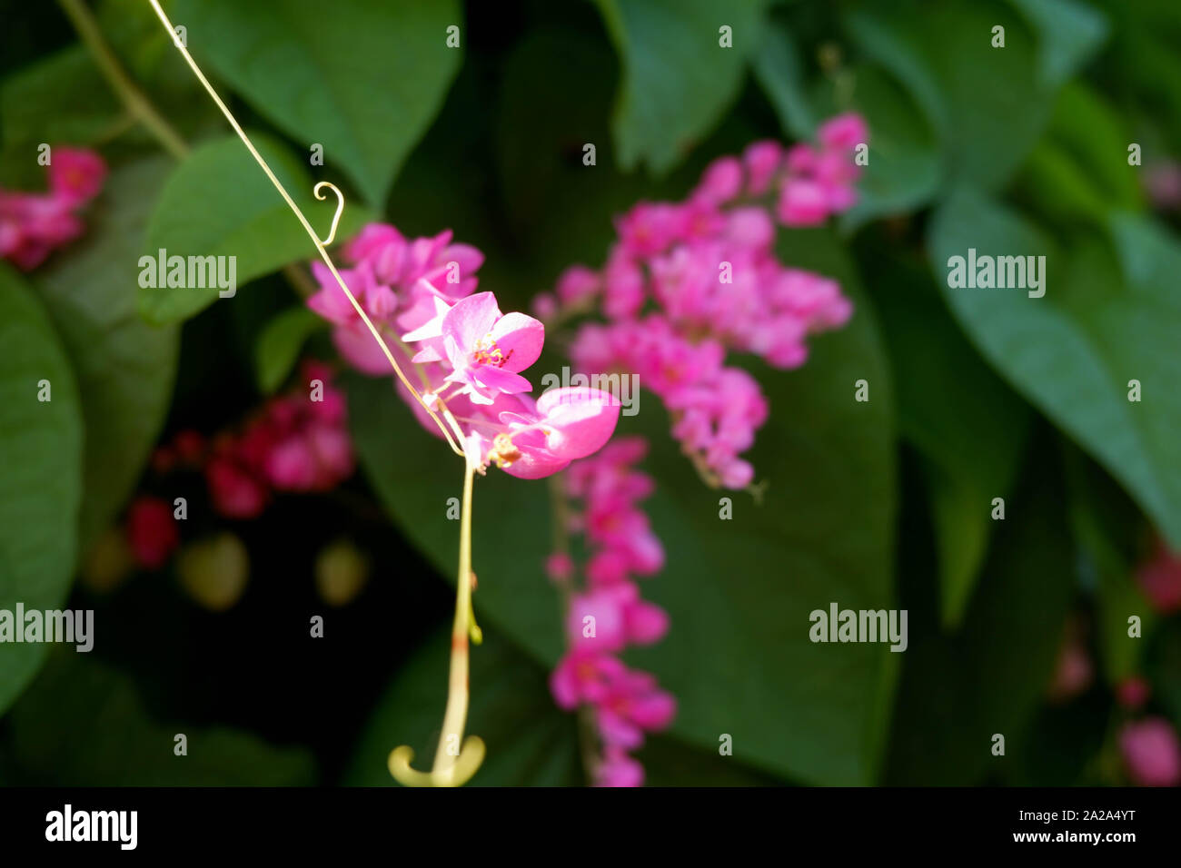 Selvaggio fiore rosa selvatica piccola sfondo Foto Stock