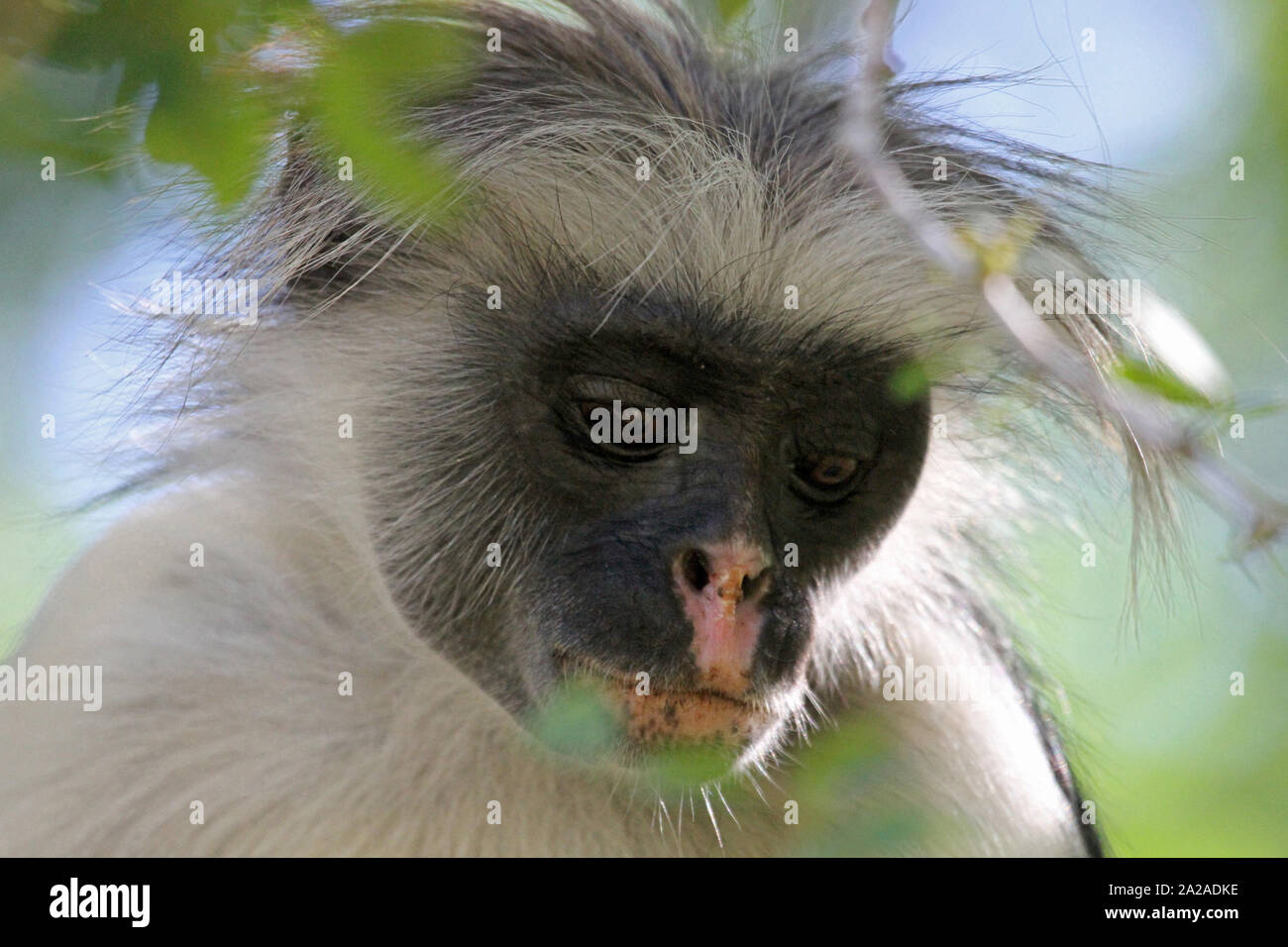 Zanzibar red Monkey nella struttura ad albero, procolobus kirkii, Zanzibar, isola di Unguja, Tanzania. Foto Stock