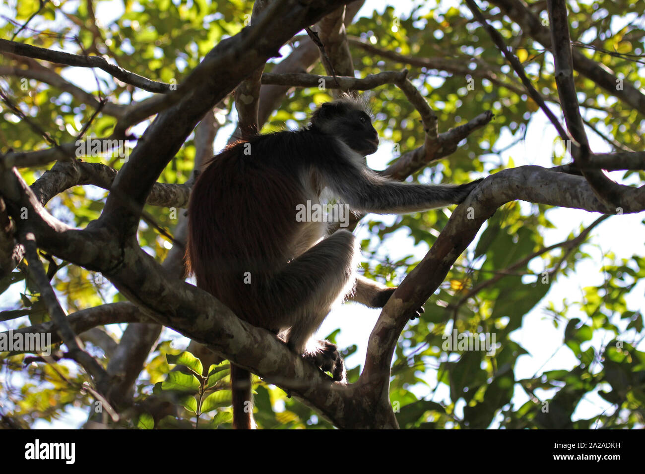 Zanzibar red Monkey nella struttura ad albero, procolobus kirkii, Zanzibar, isola di Unguja, Tanzania. Foto Stock