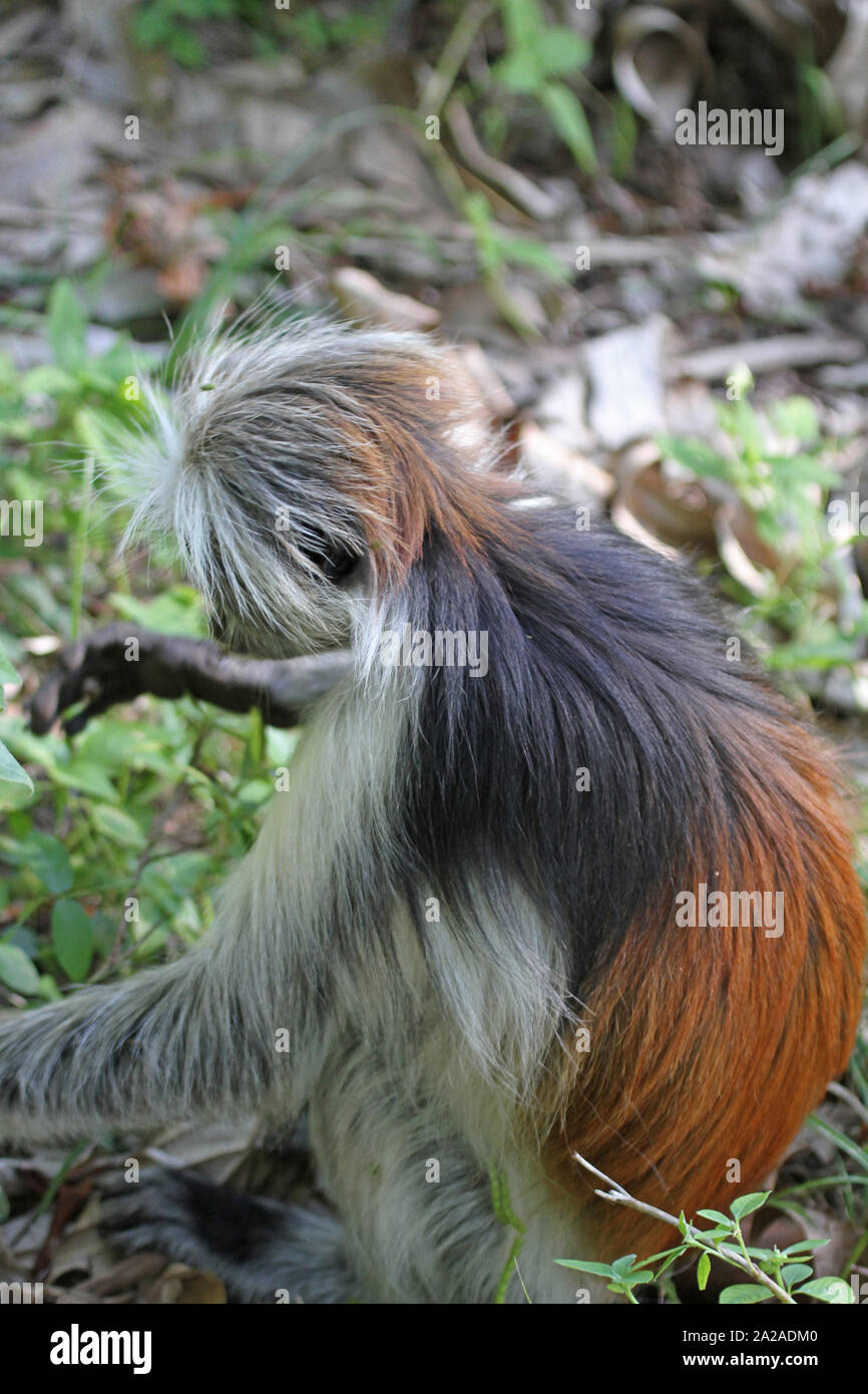 Zanzibar Red Colobus Monkey seduta sul terreno, Procolobus kirkii, Zanzibar, isola di Unguja, Tanzania. Foto Stock