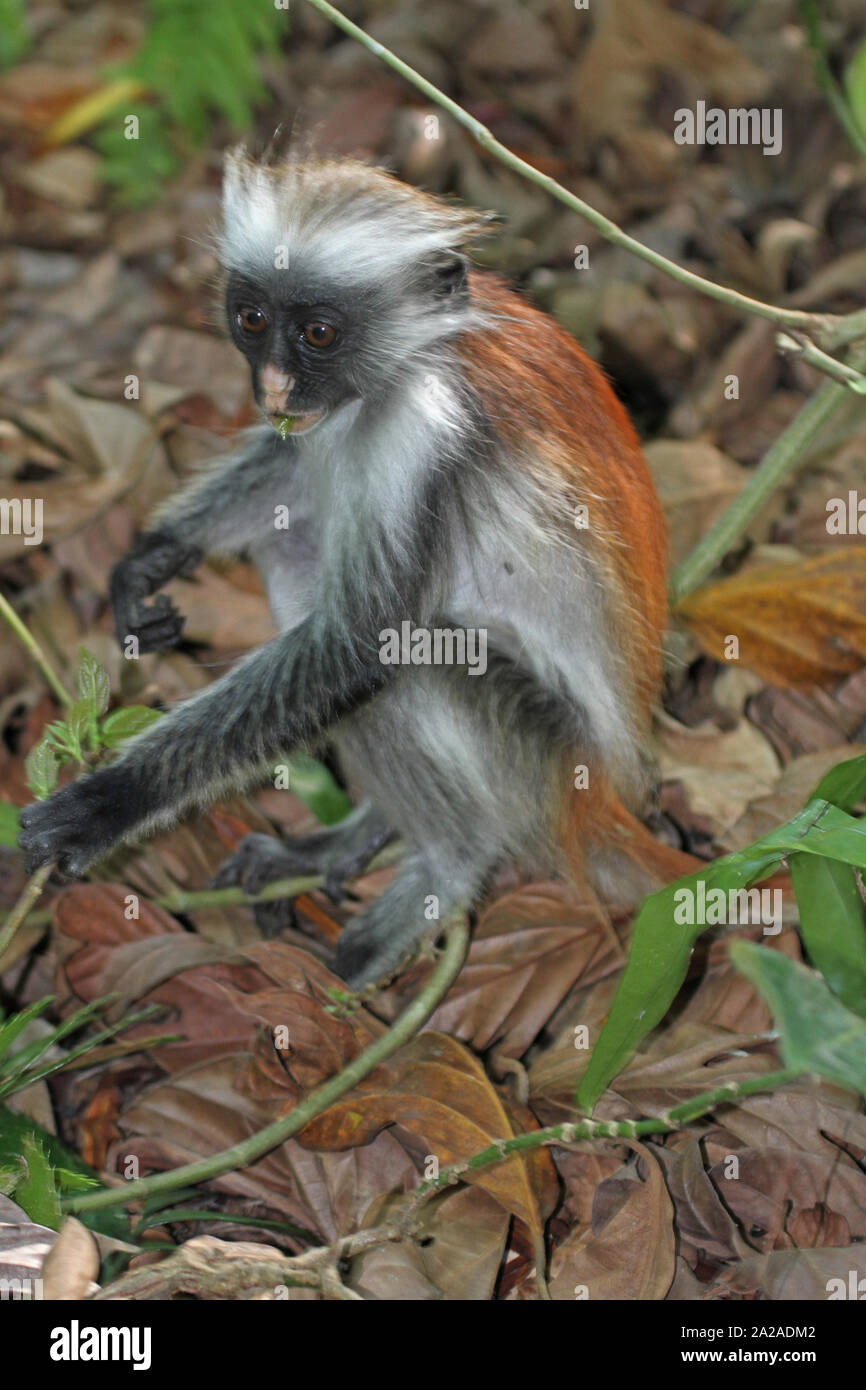Zanzibar Red Colobus Monkey giovane seduto a terra, Procolobus kirkii, Zanzibar, isola di Unguja, Tanzania. Foto Stock
