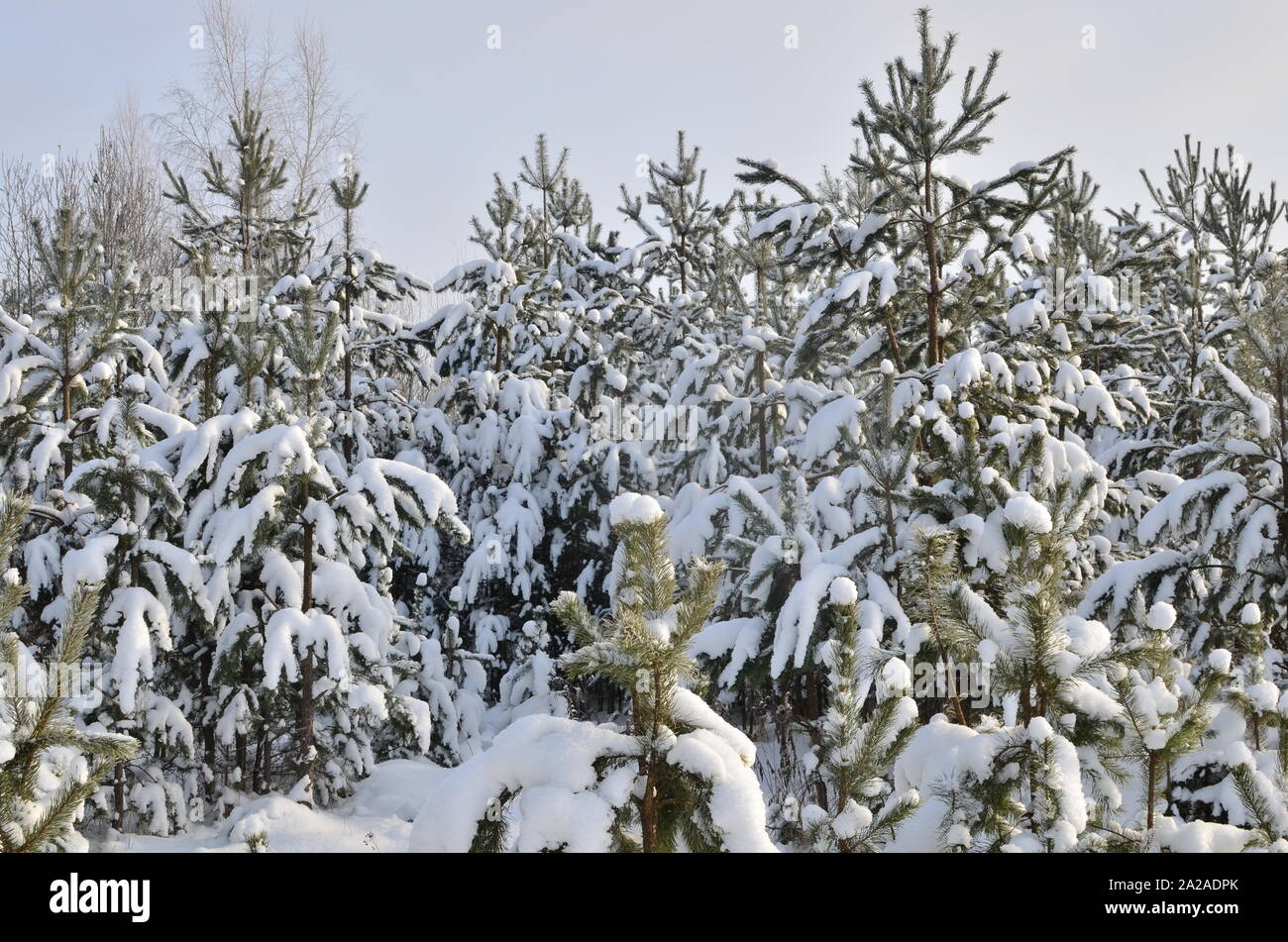 Tramonto in legno tra gli alberi ceppi nel periodo invernale. Foresta d'inverno. Foresta di neve. Foto Stock