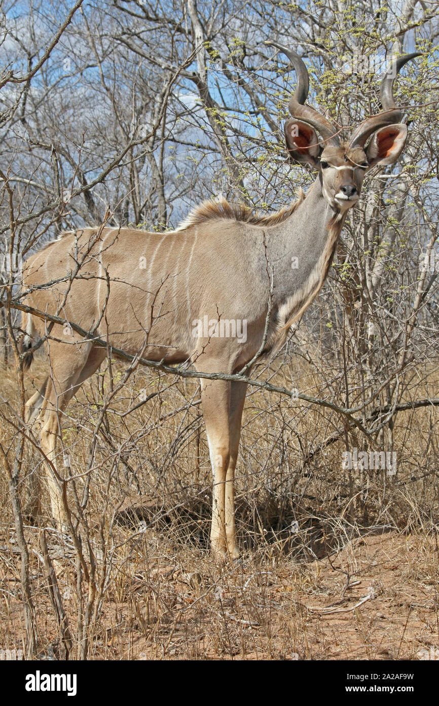 Kudu ad albero nella savana, (Tragelaphus strepsiceros), Marloth Park - Mpumalanga in Sudafrica. Foto Stock