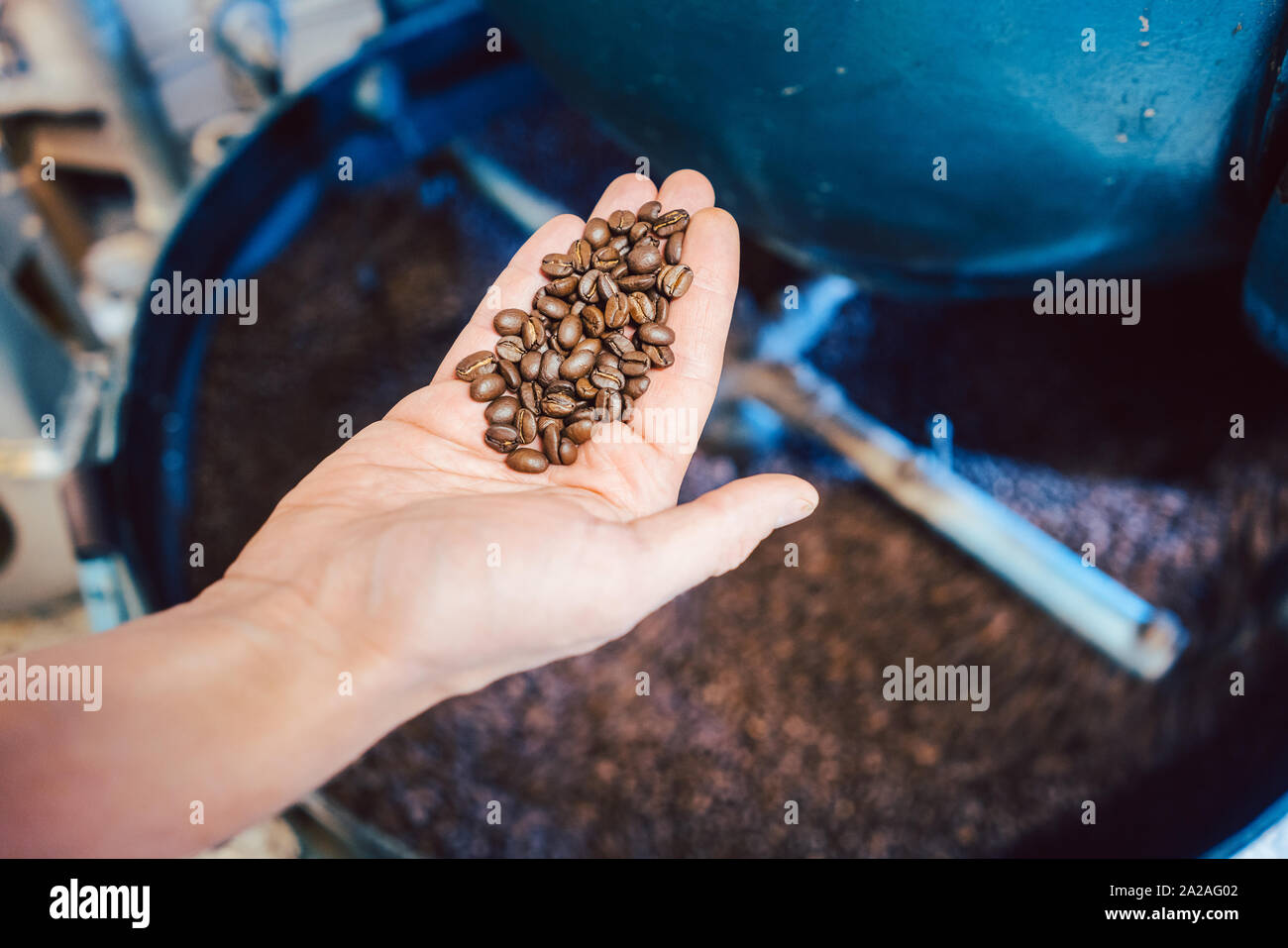 Barista che mostra appena il caffè torrefatto in grani in mano Foto Stock