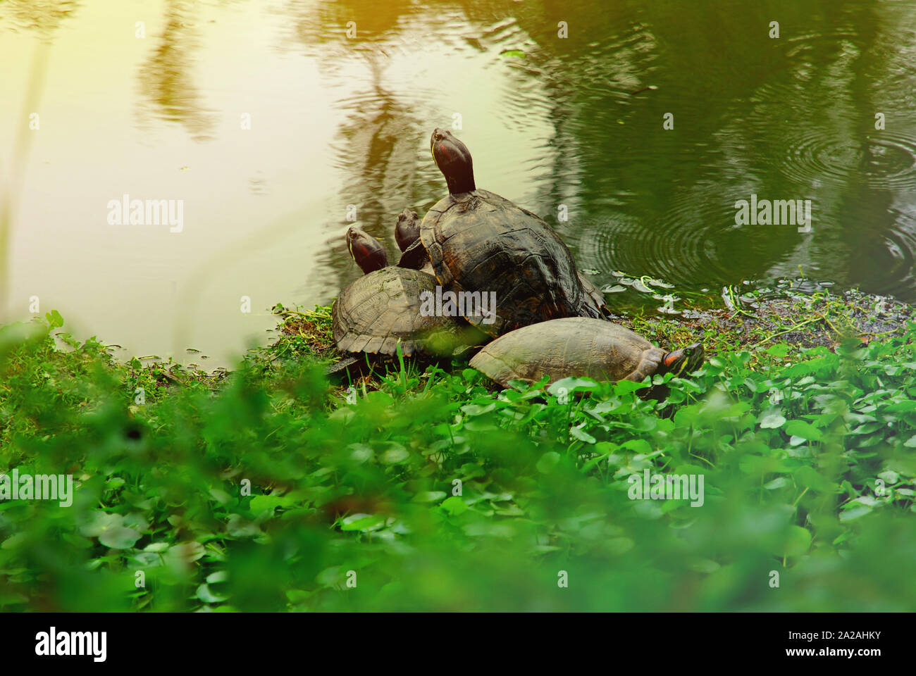 Le tartarughe cercano il sun(Trachemys scripta elegans) Foto Stock
