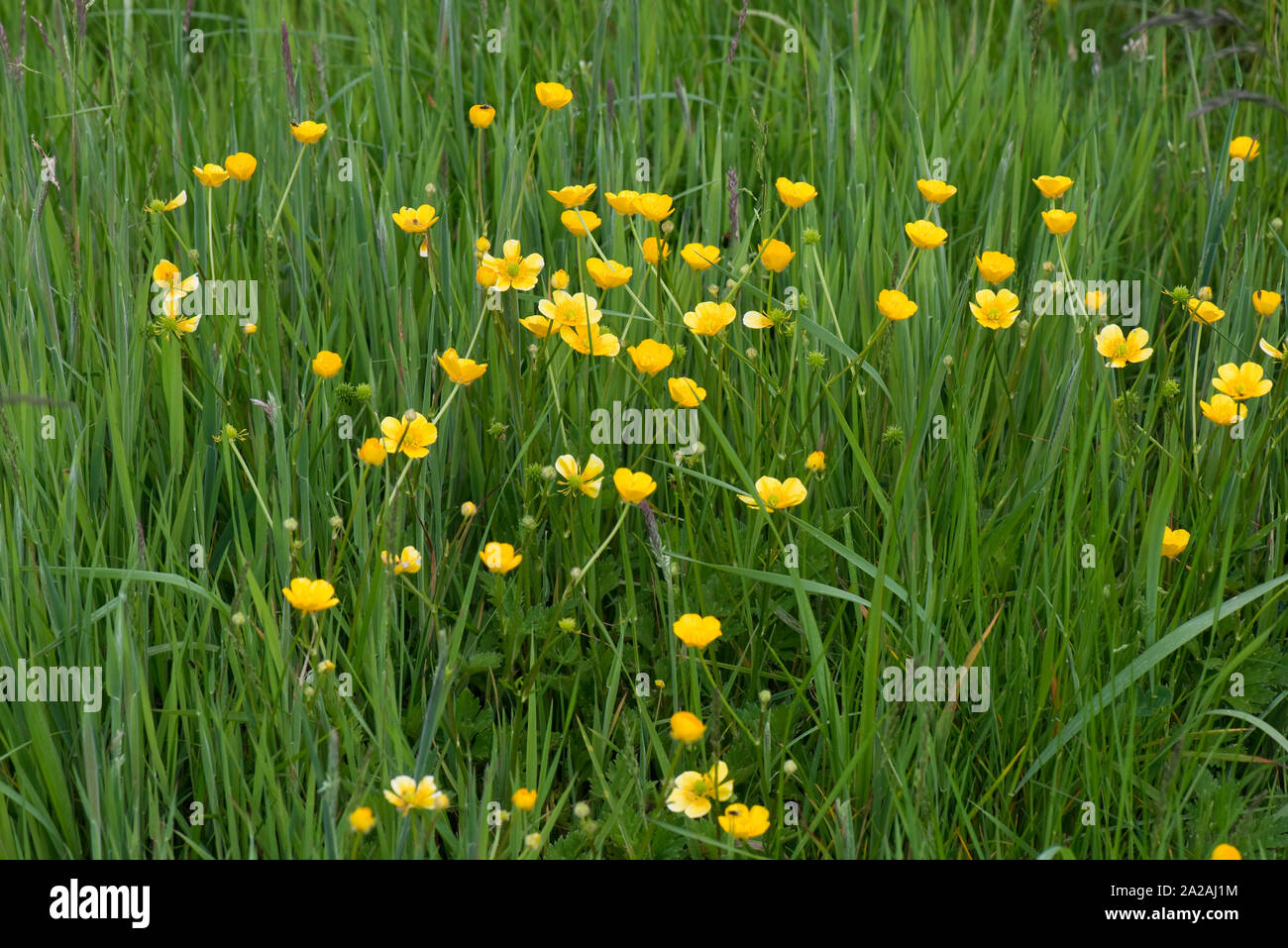 Campo renoncules (Ranunculis acris) fioritura erbacee perenni erbaccia erba di pascolo, Berkshire, Giugno Foto Stock