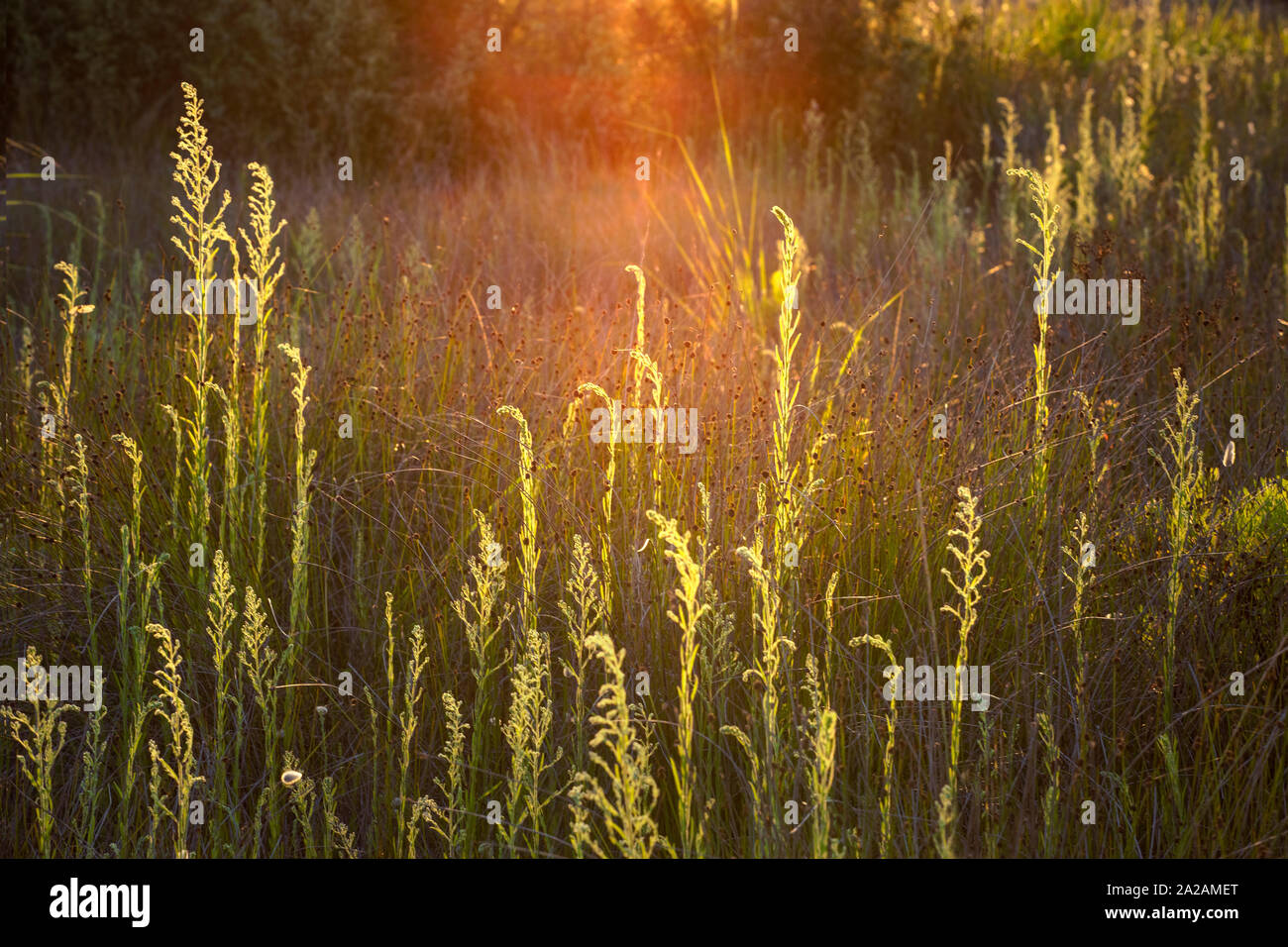 Impianti in prato glow in i raggi del sole al tramonto. Splendido oro, luce arancione. Vegetazione italiana close up. Europa meridionale la flora. Prati con Foto Stock
