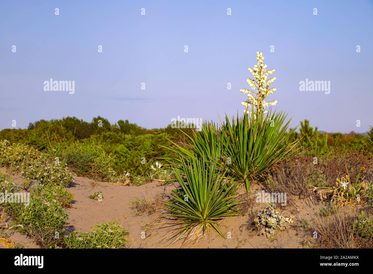 Il paesaggio selvaggio con Yucca pianta in piena fioritura sulla spiaggia italiana. Vegetazione costiera, piante del deserto. Migliarino San Rossore Parco Nazionale. Toscana, Foto Stock