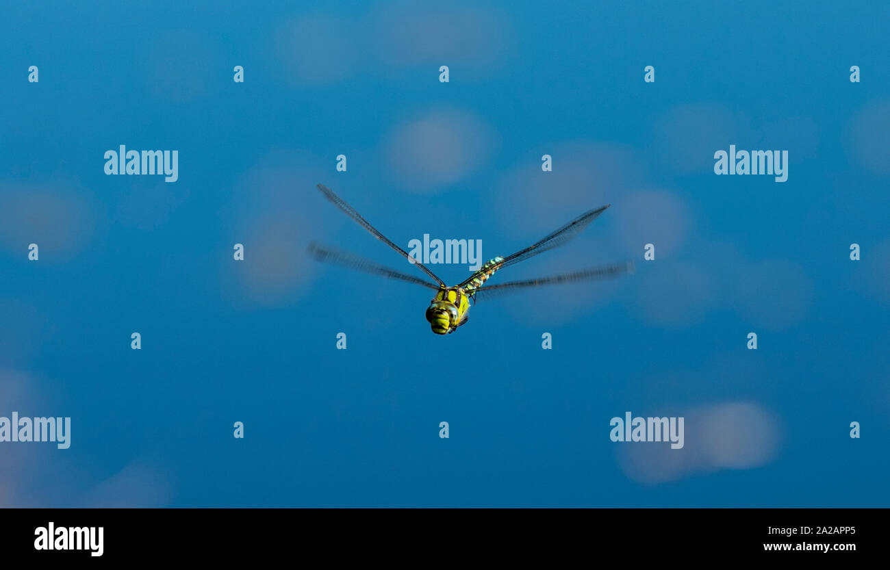 Southern Hawker libellula in volo Foto Stock