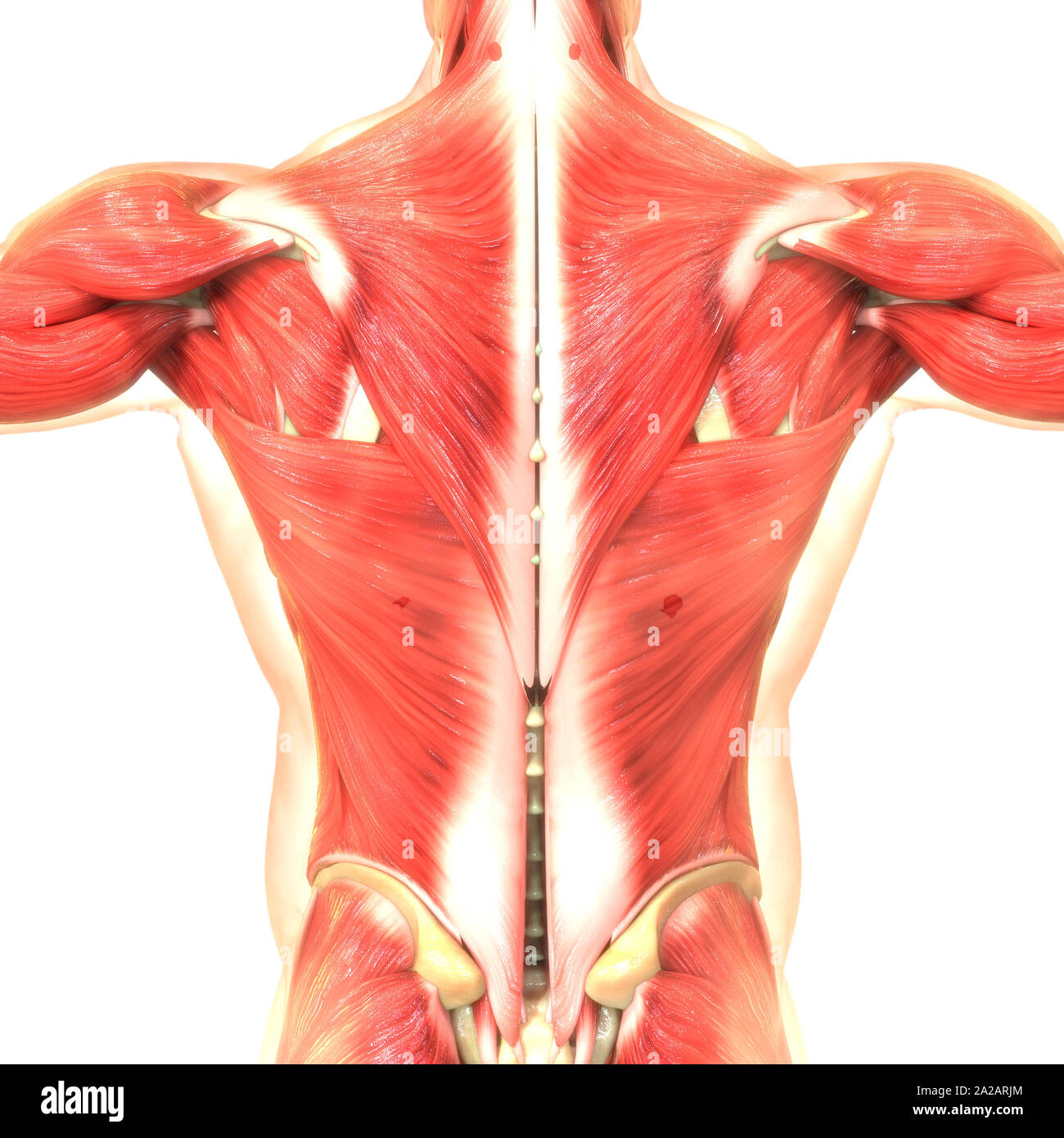 Il corpo umano sistema muscolare anatomia Foto Stock