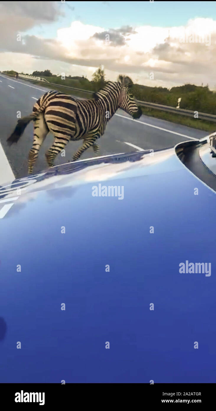 02 ottobre 2019, Germania (tedesco), Tessin: Una zebra sorge nella parte anteriore di una macchina della polizia sulla autostrada A20 nei pressi di Ticino. La zebra aveva lasciato il circus in Ticino con un compagno di zebra nella notte. Uno degli animali ha provocato un incidente durante il viaggio in autostrada. (A dpa "Zebre fare escursioni - Un20 dopo il 'fantasma zebra incidente" brevemente bloccato") Foto: Tilo Wallrodt/dpa-Zentralbild/dpa Foto Stock