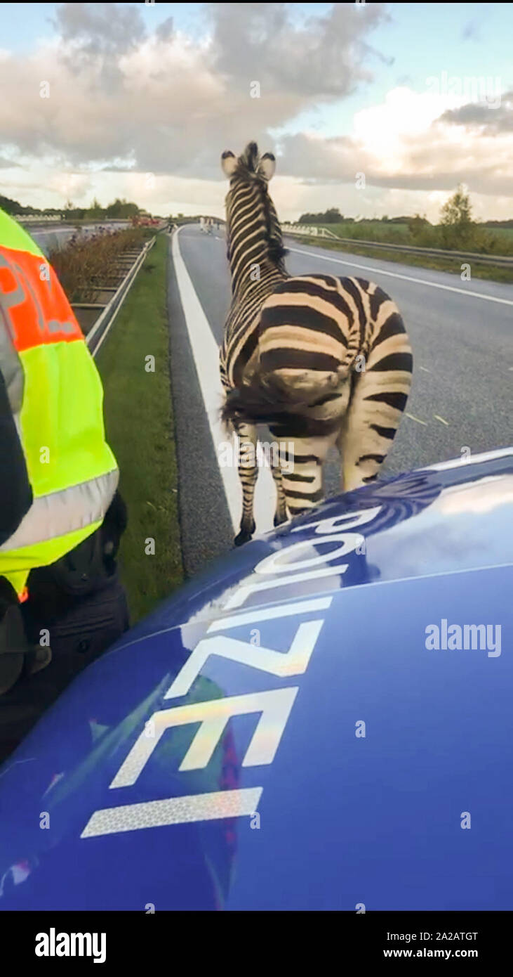 02 ottobre 2019, Germania (tedesco), Tessin: Una zebra sorge nella parte anteriore di una macchina della polizia sulla autostrada A20 nei pressi di Ticino. La zebra aveva lasciato il circus in Ticino con un compagno di zebra nella notte. Uno degli animali ha provocato un incidente durante il viaggio in autostrada. (A dpa "Zebre fare escursioni - Un20 dopo il 'fantasma zebra incidente" brevemente bloccato") Foto: Tilo Wallrodt/dpa-Zentralbild/dpa Foto Stock