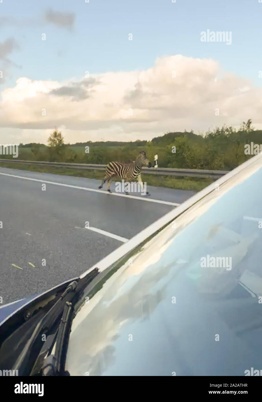 02 ottobre 2019, Germania (tedesco), Tessin: Una zebra sorge nella parte anteriore di una macchina della polizia sulla autostrada A20 nei pressi di Ticino. La zebra aveva lasciato il circus in Ticino con un compagno di zebra nella notte. Uno degli animali ha provocato un incidente durante il viaggio in autostrada. (A dpa "Zebre fare escursioni - Un20 dopo il 'fantasma zebra incidente" brevemente bloccato") Foto: Tilo Wallrodt/dpa-Zentralbild/dpa Foto Stock