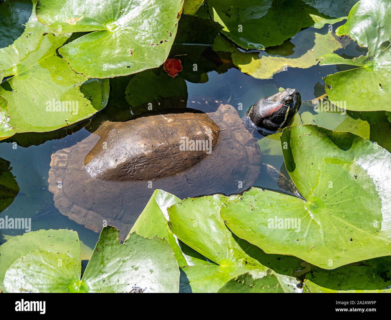 Un rosso-eared slider turtle, Trachemys scripta elegans, nuota tra le ninfee in piccoli stagni artificiali in un parco giapponese. Foto Stock