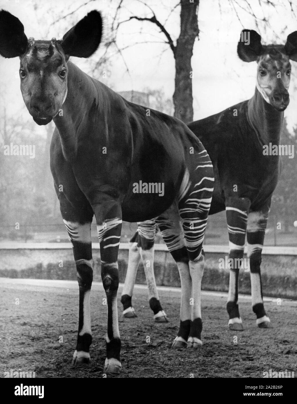 Okapi antilopi allo Zoo di Francoforte am Main. Foto Stock