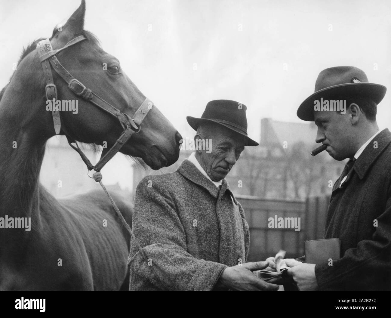 Horses for slaughter immagini e fotografie stock ad alta risoluzione - Alamy